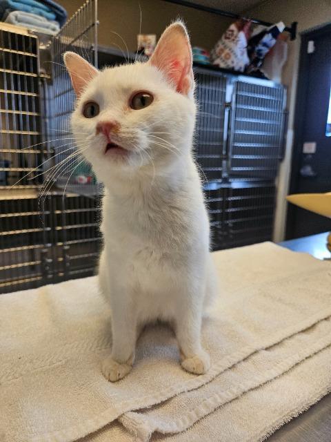 Cora, Adopted, Kitten Female Domestic Short Hair.