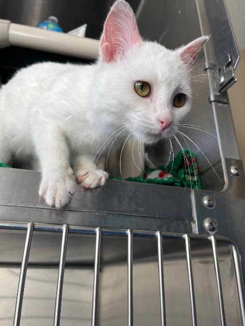 Cora, a Adopted mixed breed in Barron, WI image 2/2