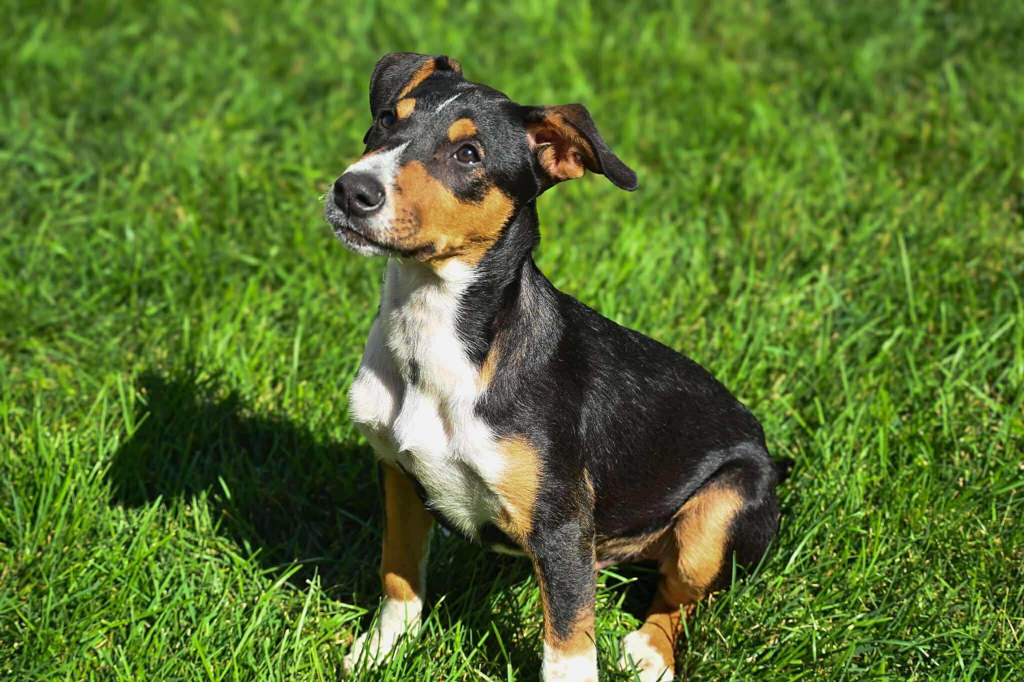 Enlarge Snickers, a Adopted mixed breed in Palos Heights, IL image 3/3