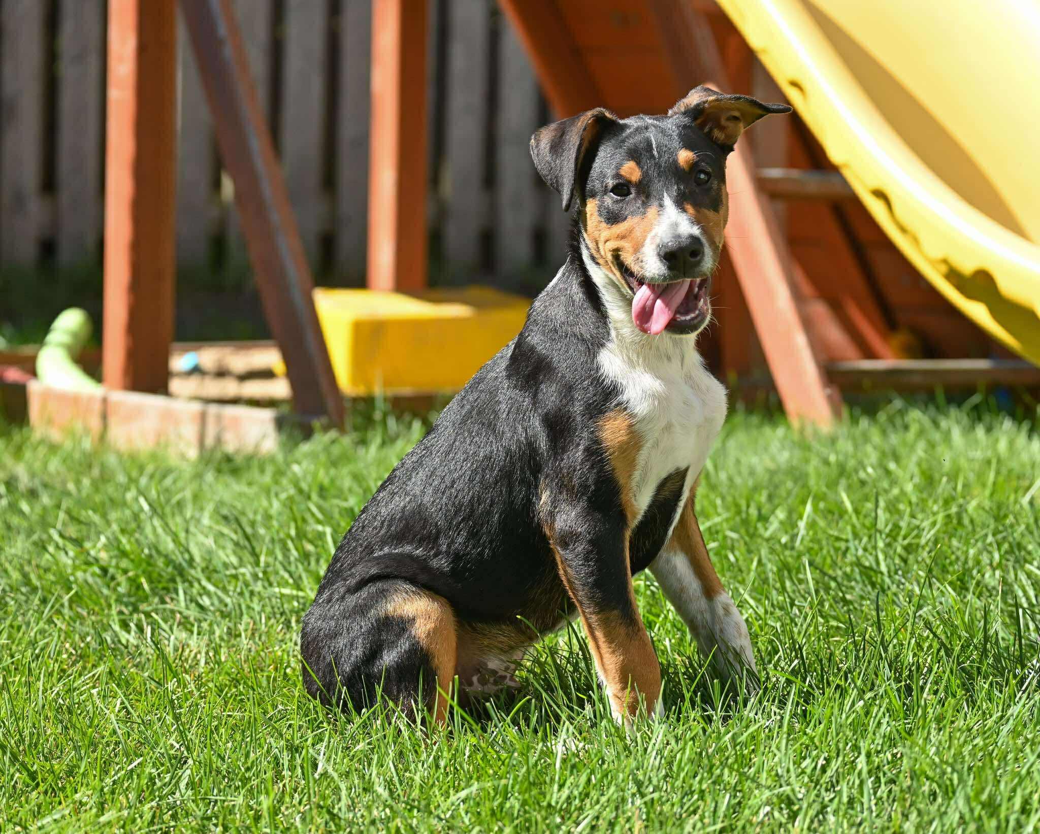 Enlarge Snickers, a Adopted mixed breed in Palos Heights, IL image 2/3