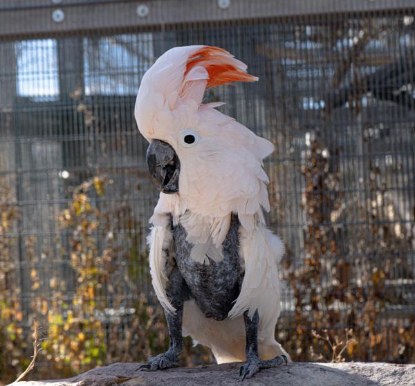 Enlarge Jessie, a Adoptable Cockatoo in Elizabeth, CO image 2/2