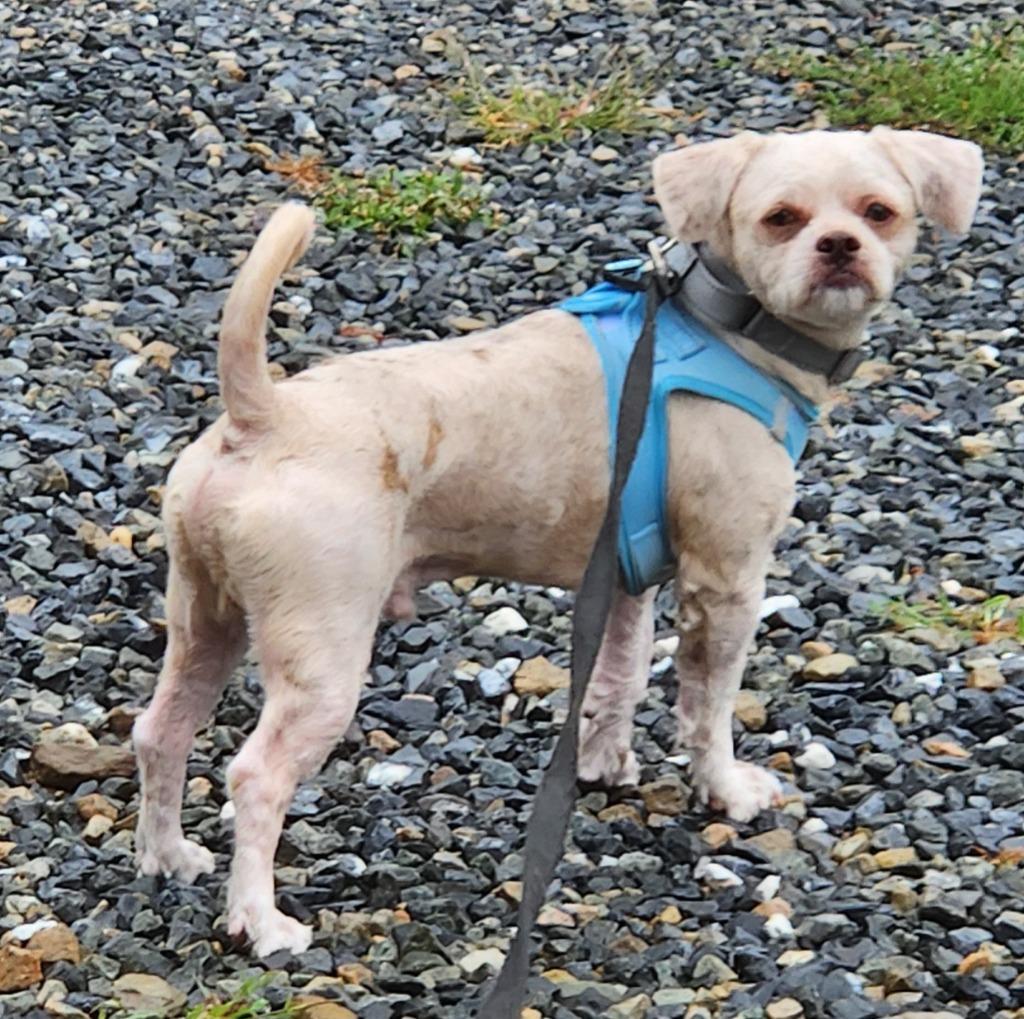 Rocky, Adoptable, Adult Male Shih Tzu.