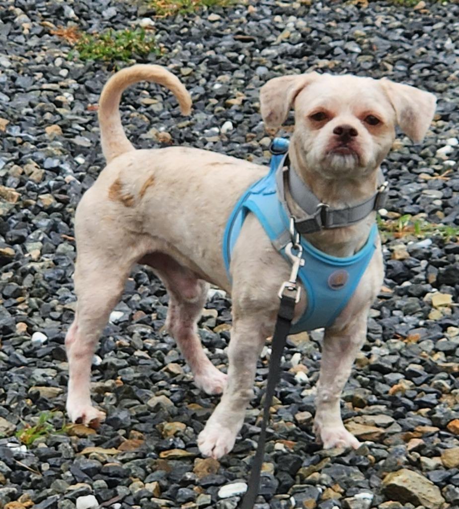 Enlarge Rocky, a Adoptable Shih Tzu in Walnutport, PA image 2/2