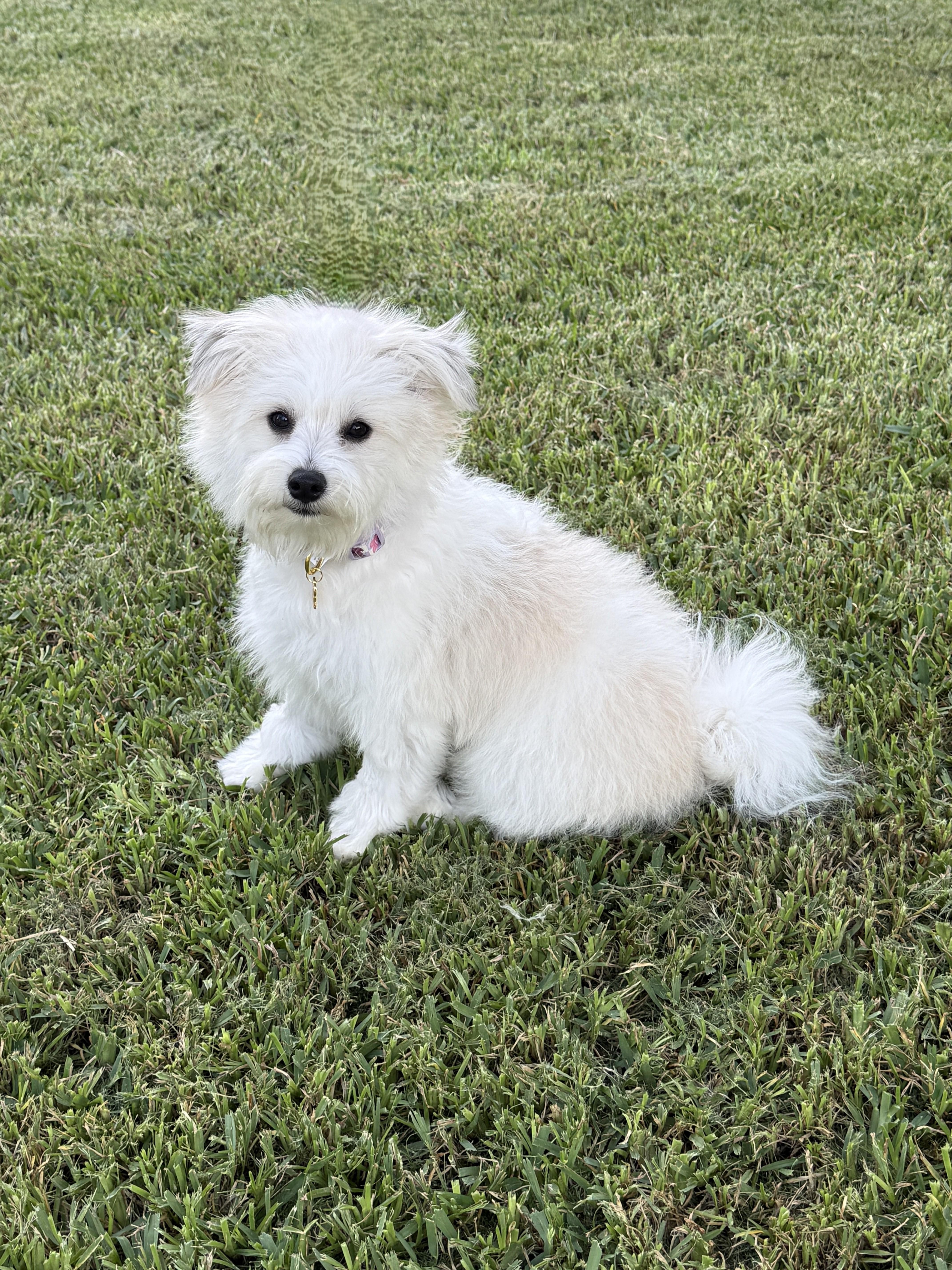 Betty White, an adopted mixed breed in Houston, TX image 1/4
