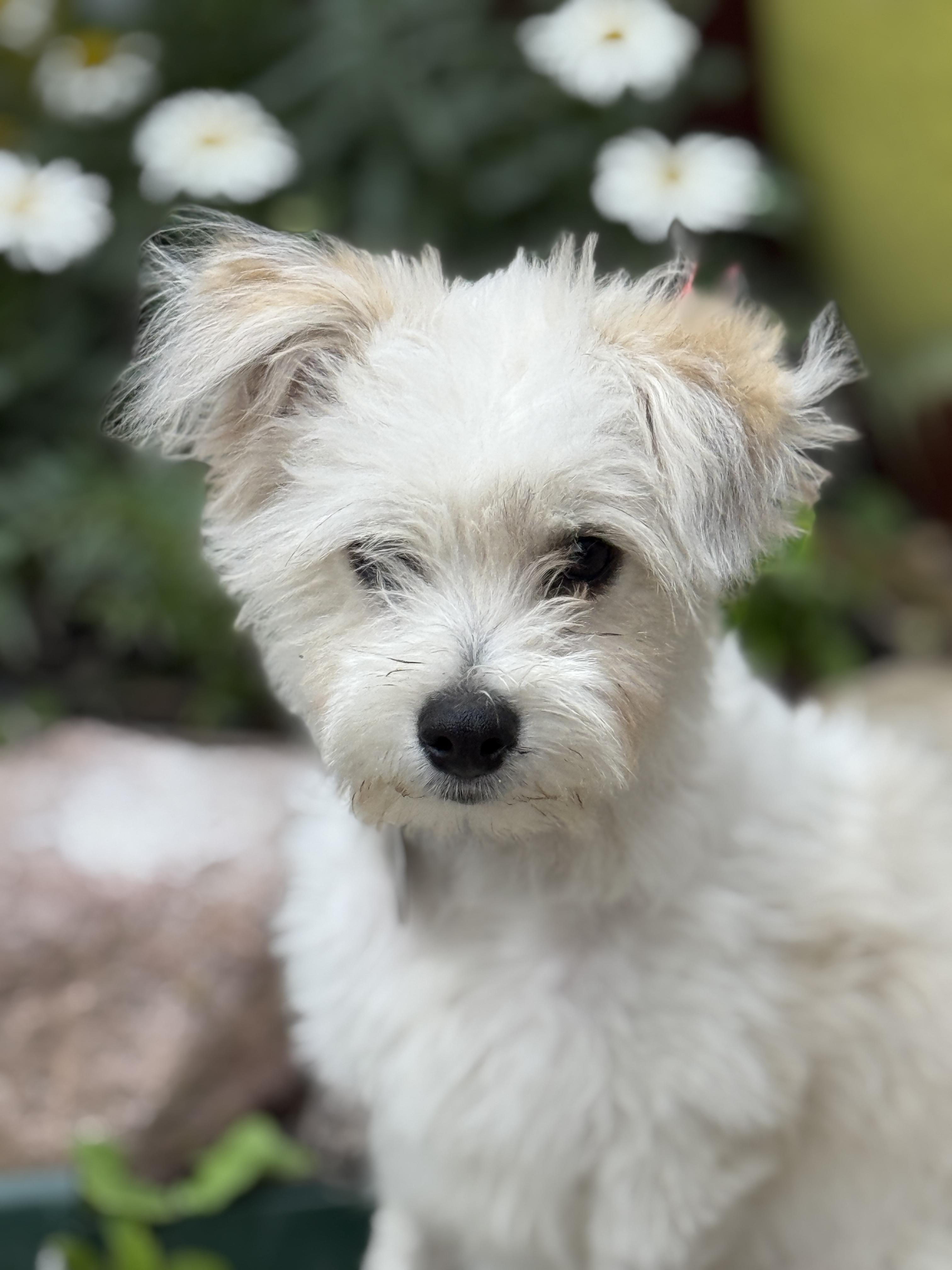 Betty White, an adopted mixed breed in Houston, TX image 4/4