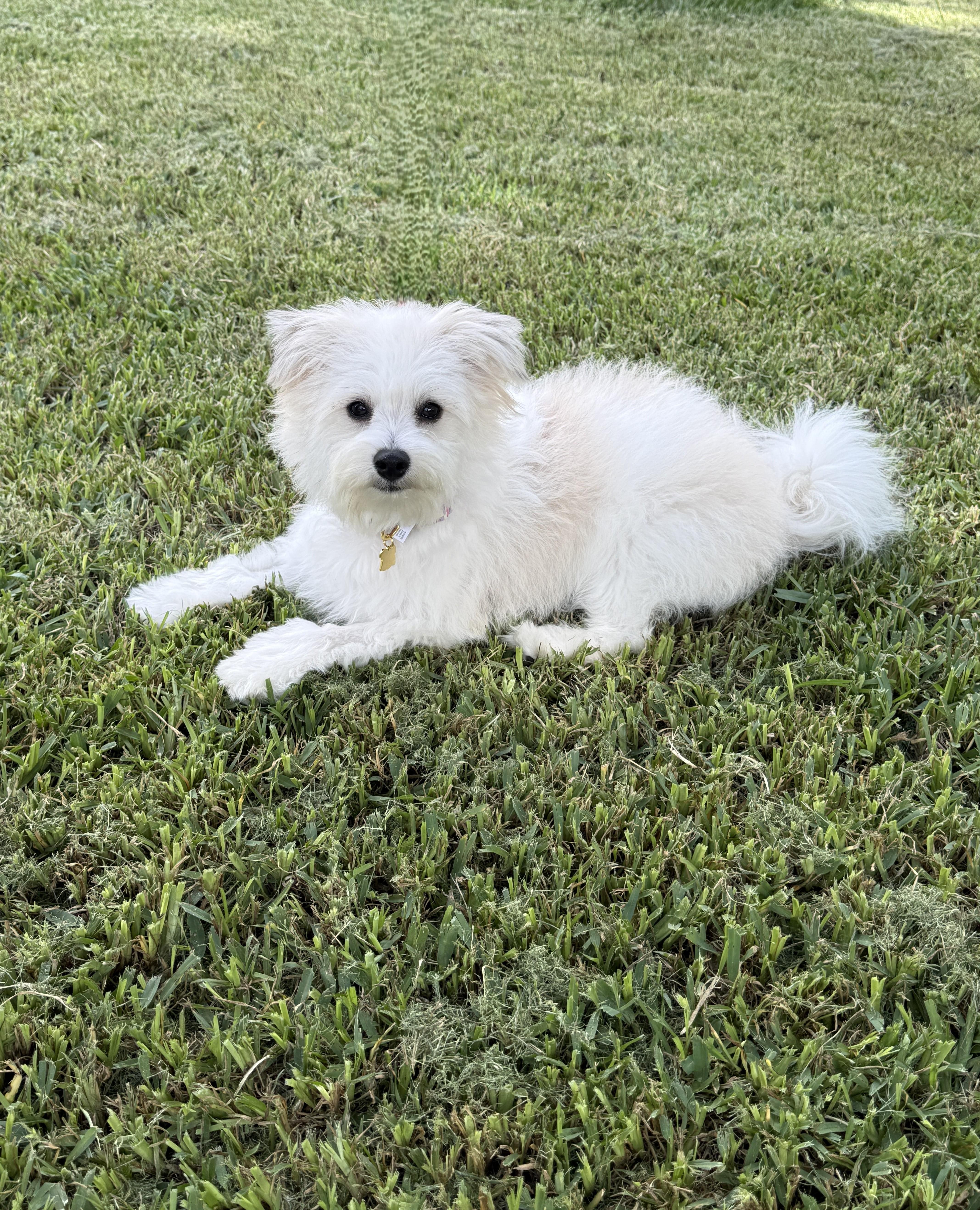 Betty White, an adopted mixed breed in Houston, TX image 2/4