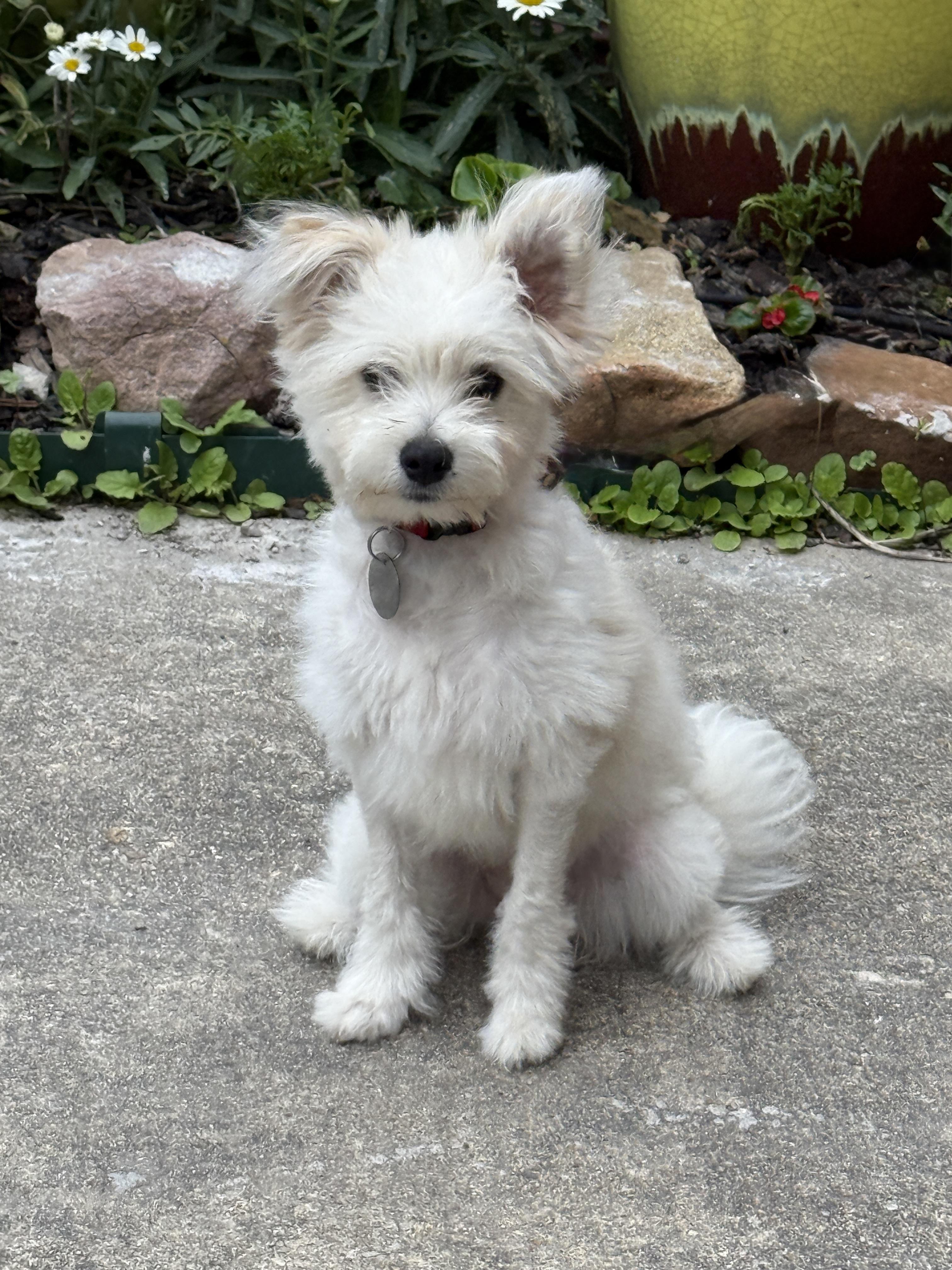 Betty White, an adopted mixed breed in Houston, TX image 3/4
