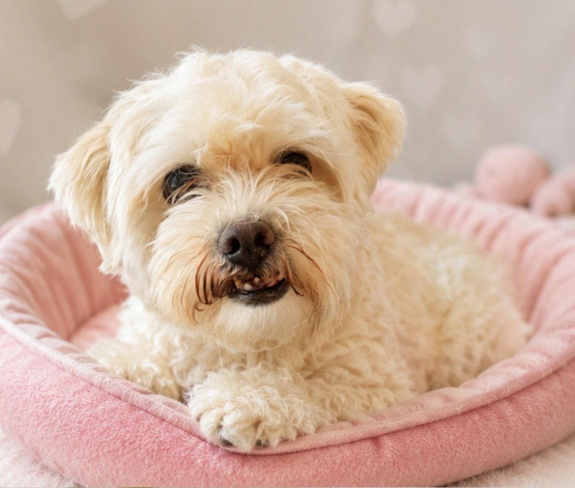 SASSY, Adopted, Adult Female Bichon Frise.