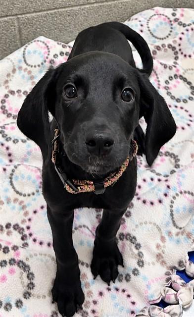 COOKIE MONSTER, Adoptable, Puppy Male Labrador Retriever & Mixed Breed.