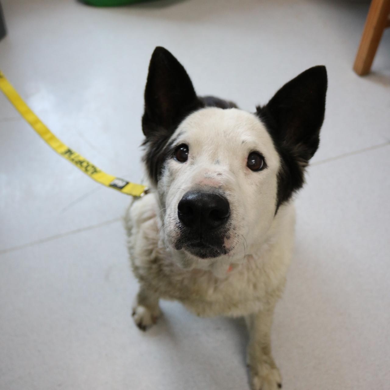 Buddy, a ADOPTABLE mixed breed in La Grande, OR image 3/4