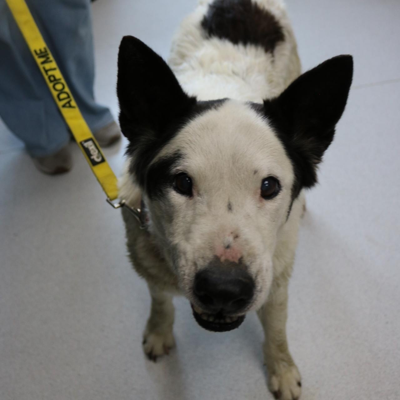 Buddy, a ADOPTABLE mixed breed in La Grande, OR image 1/4