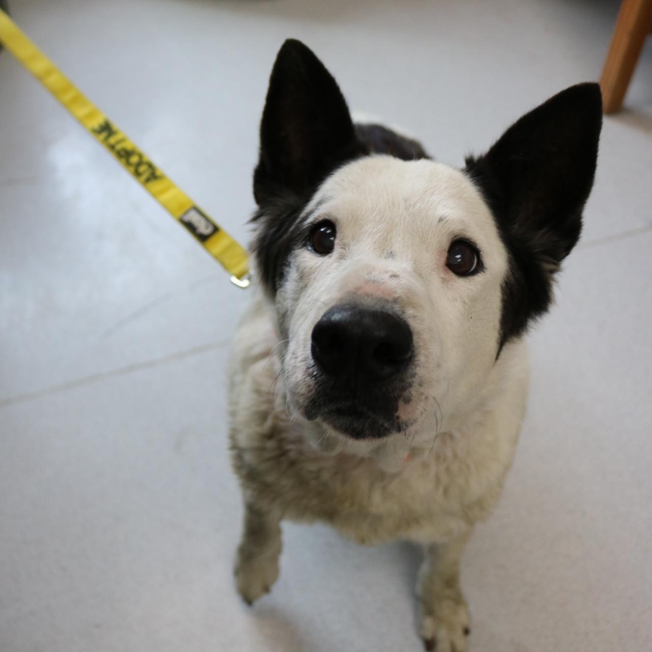 Buddy, a ADOPTABLE mixed breed in La Grande, OR image 4/4
