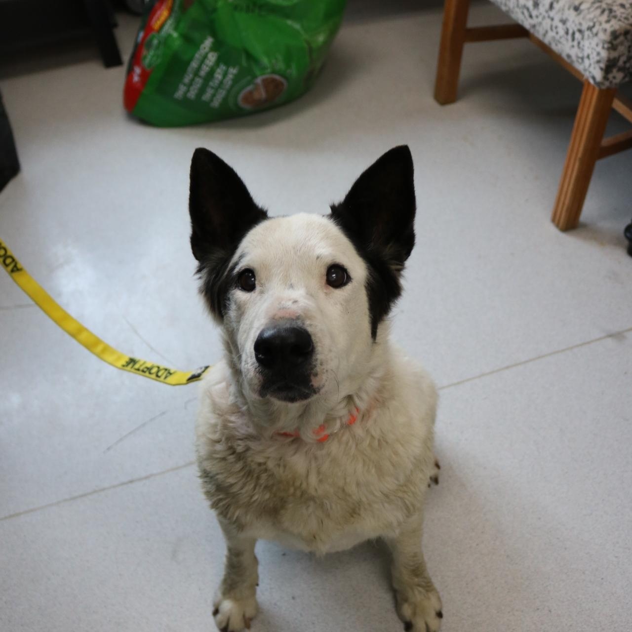 Buddy, a ADOPTABLE mixed breed in La Grande, OR image 2/4