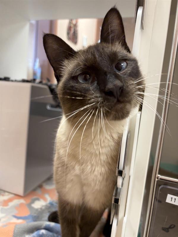 Enlarge Miso, a Adoptable mixed breed in Great Falls, MT image 1/1