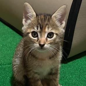 Enlarge Margo, a Adoptable Domestic Short Hair in Folsom, LA image 1/1