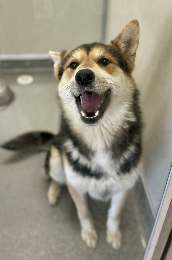 River, Adoptable, Young Male Shepherd & Akita.