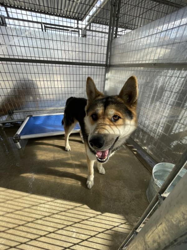 Enlarge River, a Adoptable mixed breed in Victorville, CA image 2/2