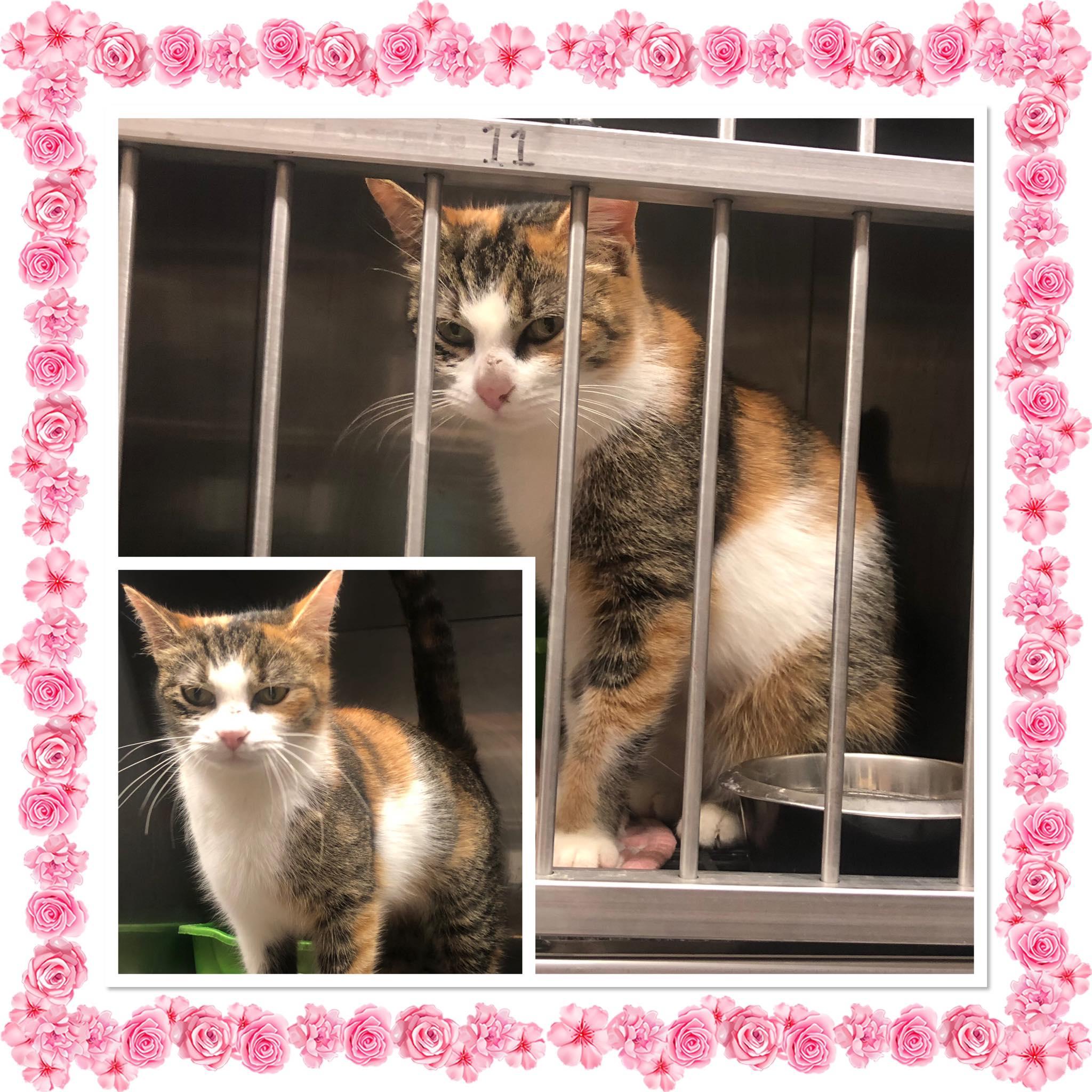 Enlarge PROMISE, a ADOPTABLE Domestic Short Hair in Buckhannon, WV image 1/1