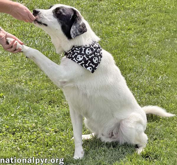 Enlarge Casanova in OH - World's Biggest Charmer!, a Adoptable mixed breed in Springfield, OH image 3/3