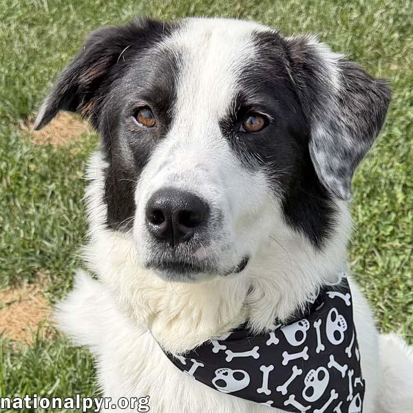 Border Collies for Adoption in Jackson Center, Ohio | Petfinder