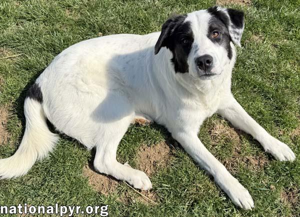 Enlarge Casanova in OH - World's Biggest Charmer!, a Adoptable mixed breed in Springfield, OH image 2/3