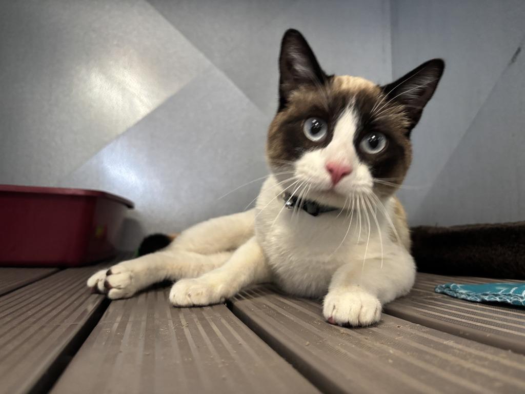 Kai, Adoptable, Young Male Snowshoe.