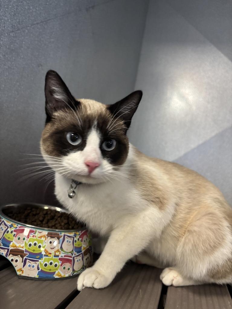 Enlarge Kai, a Adoptable Snowshoe in Moriarty, NM image 2/4