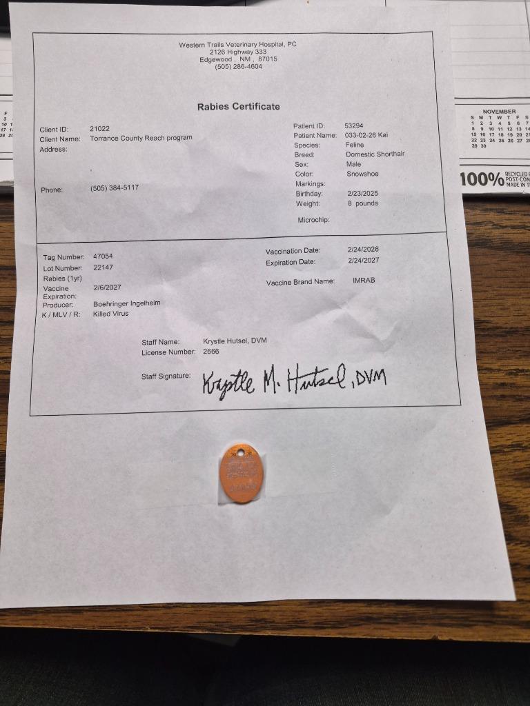 Enlarge Kai, a Adoptable Snowshoe in Moriarty, NM image 3/4