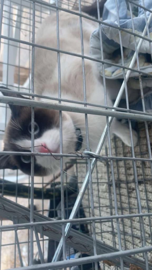 Enlarge Kai, a Adoptable Snowshoe in Moriarty, NM image 4/4