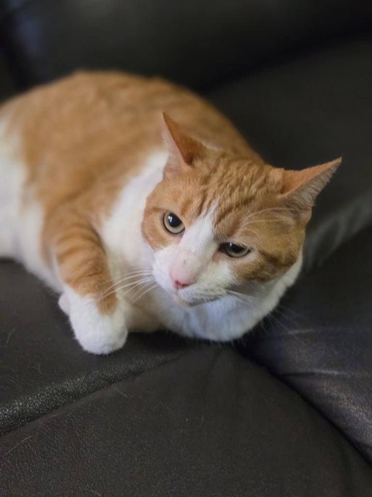 Bella — thumbnail 2