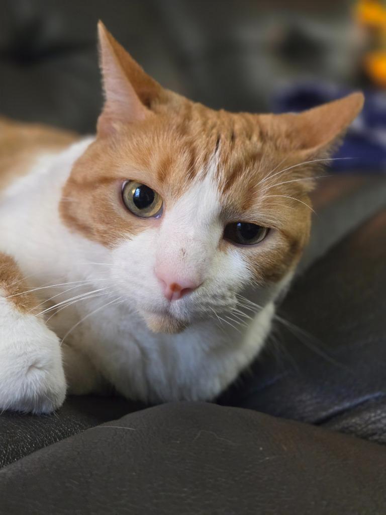 Bella — thumbnail 3