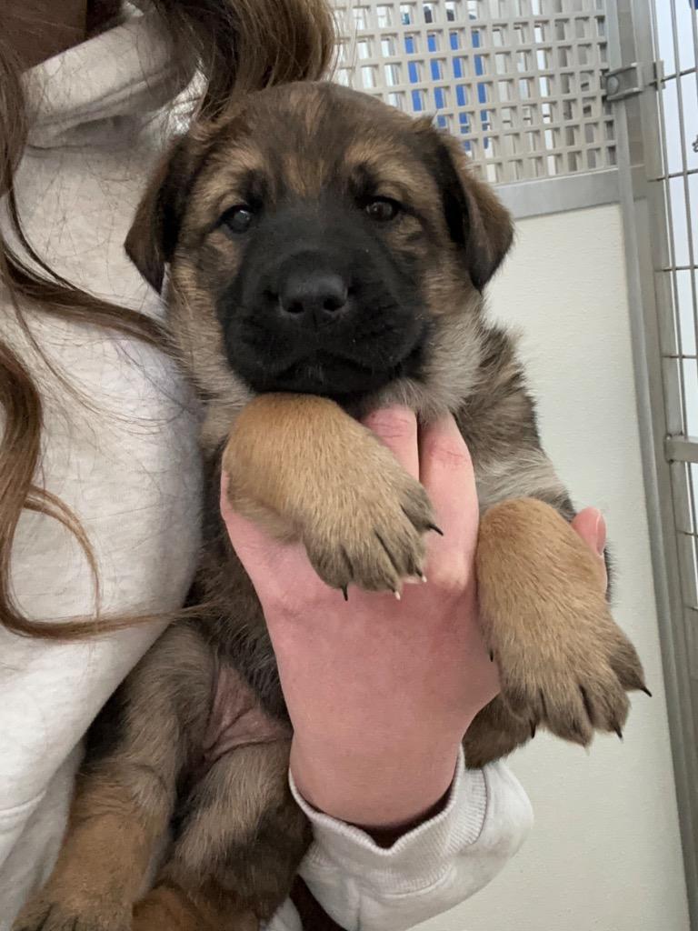 Enlarge Meatball, a Adoptable mixed breed in Yellowknife, NT image 1/1