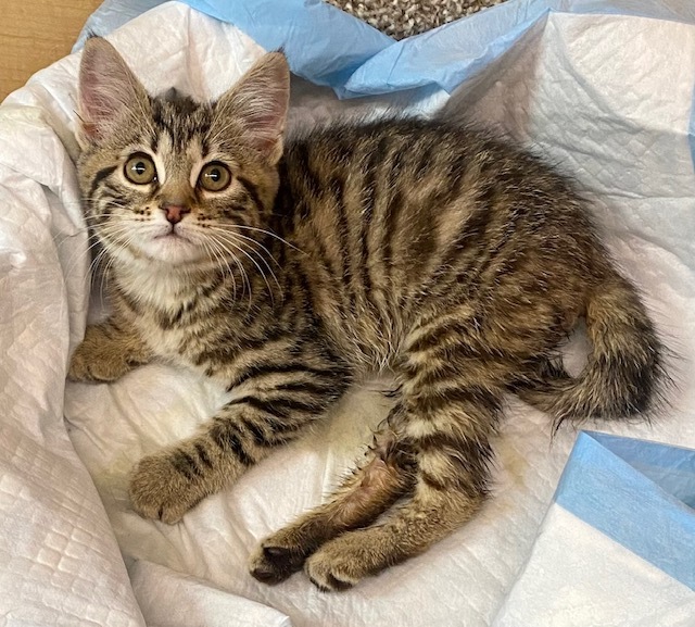 Enlarge Shuffles, a Adopted Domestic Short Hair in Holmdel, NJ image 1/6