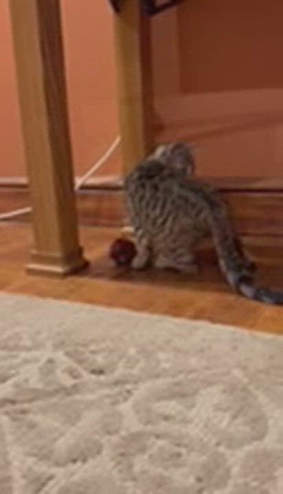 Enlarge Shuffles, a Adopted Domestic Short Hair in Holmdel, NJ video 3/6