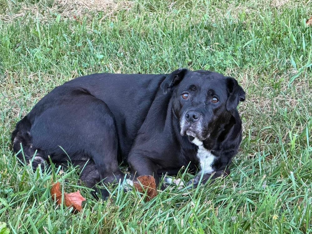 Betty #156, Adoptable, Senior Female Labrador Retriever.
