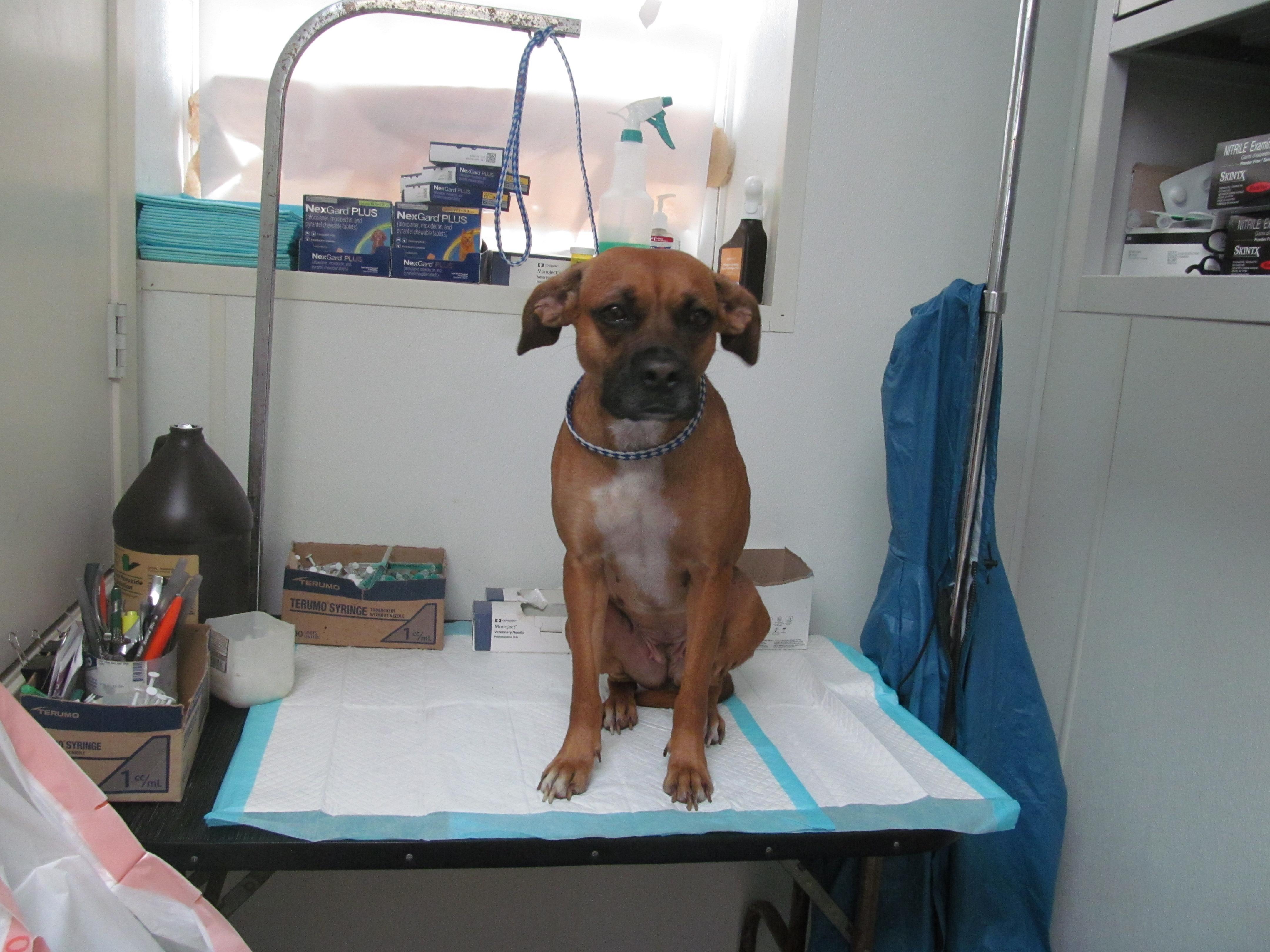 Kibbi, Adopted, Adult Female Boxer.