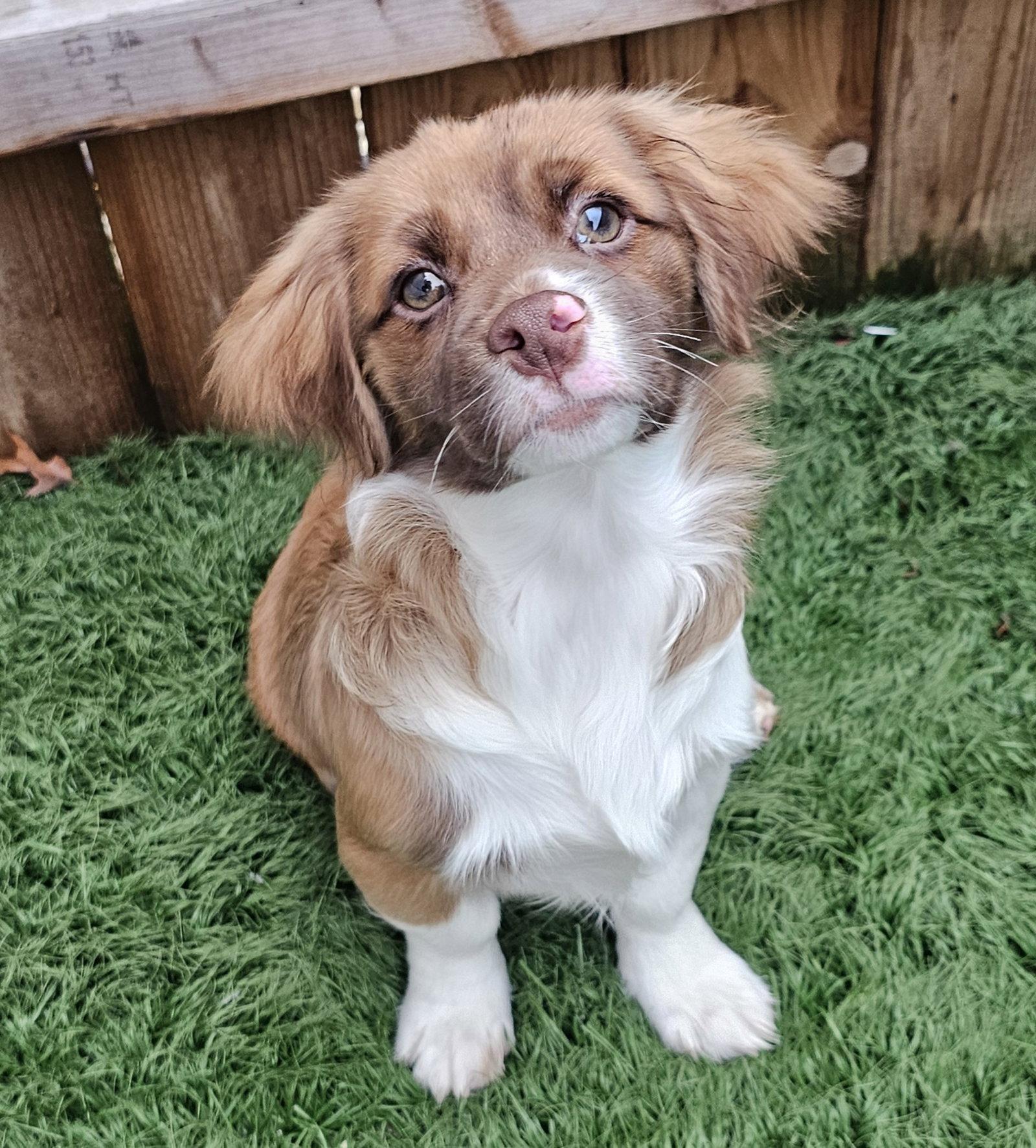 Wilby, Adopted, Puppy Male Shih Tzu & Pomeranian.