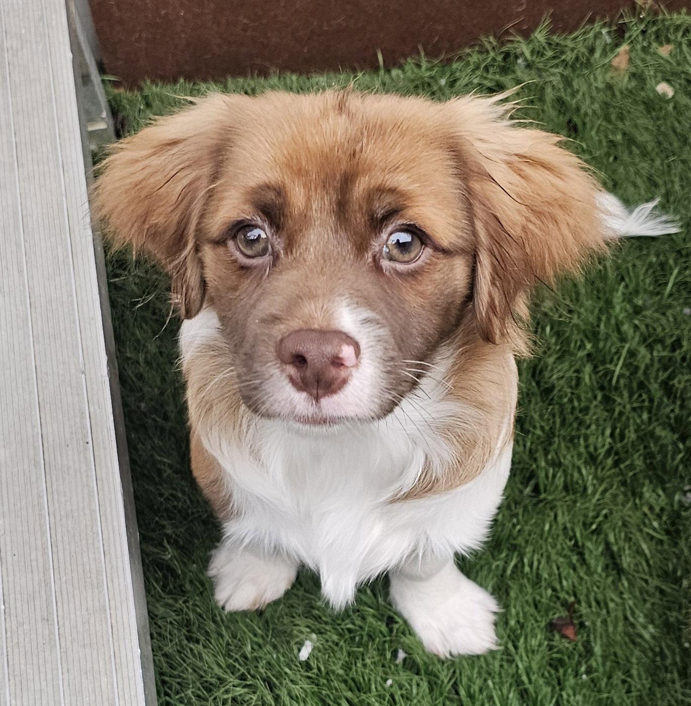 Enlarge Wilby, a Adopted mixed breed in Oakhurst, NJ image 2/3