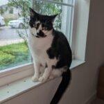 Kitty, ADOPTABLE, Adult Female Domestic Short Hair.