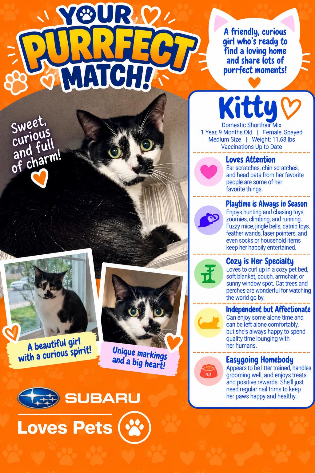 Enlarge Kitty, a Adoptable Domestic Short Hair in Winter Haven, FL image 1/3