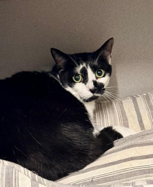 Enlarge Kitty, a ADOPTABLE Domestic Short Hair in Winter Haven, FL image 2/2