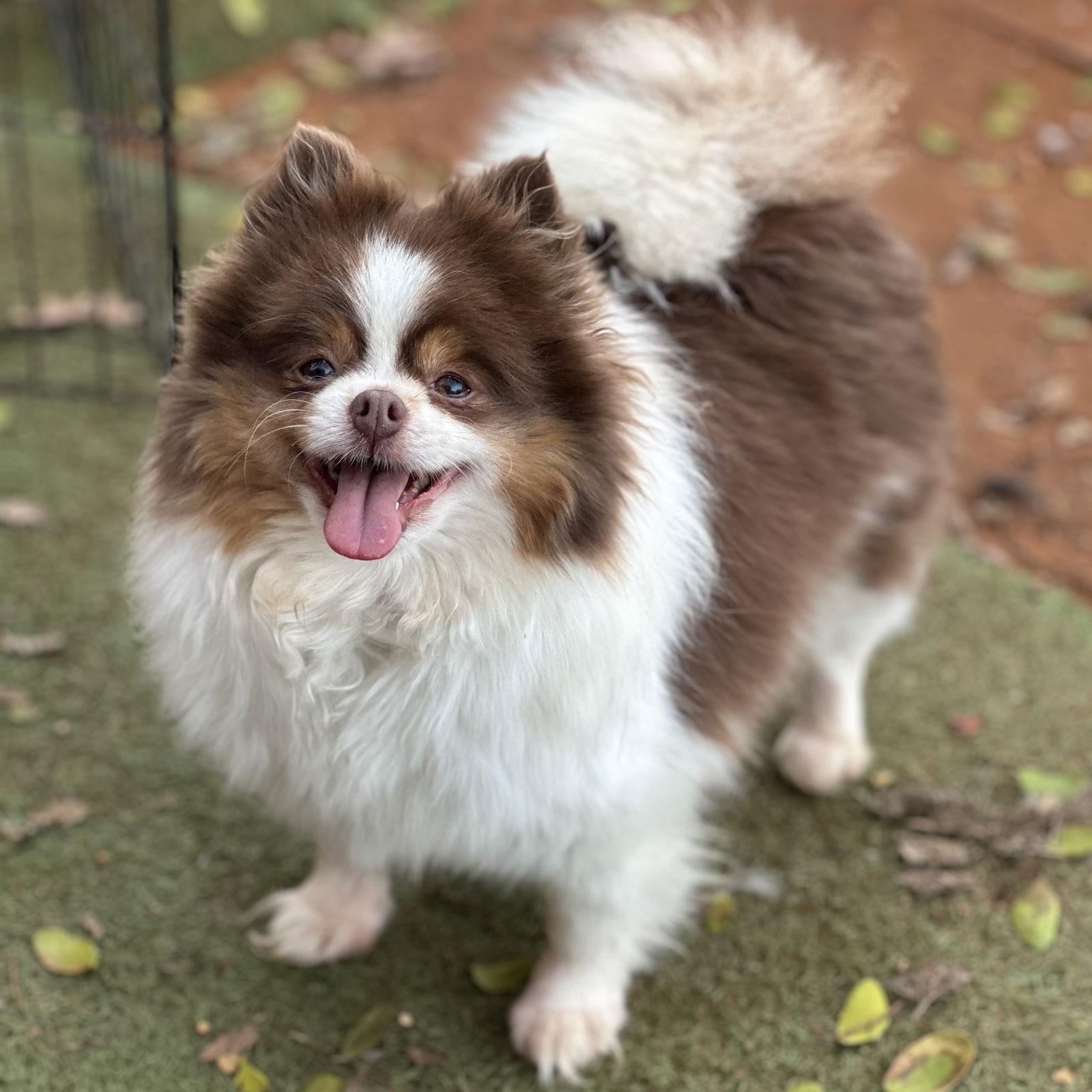 Kisses, Adopted, Adult Female Pomeranian.