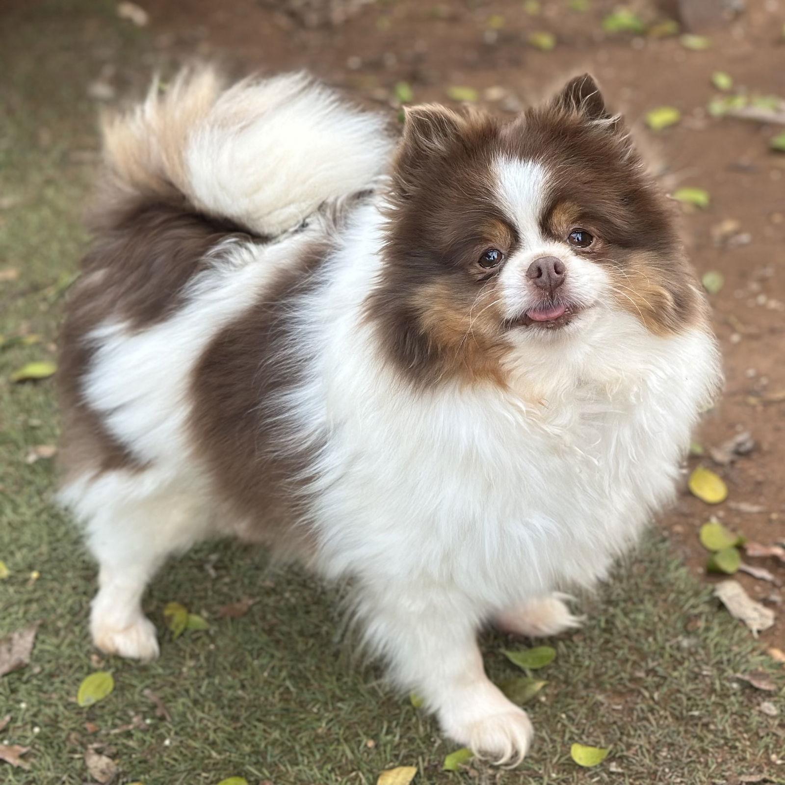 Enlarge Kisses, a Adopted Pomeranian in Garland, TX image 2/3