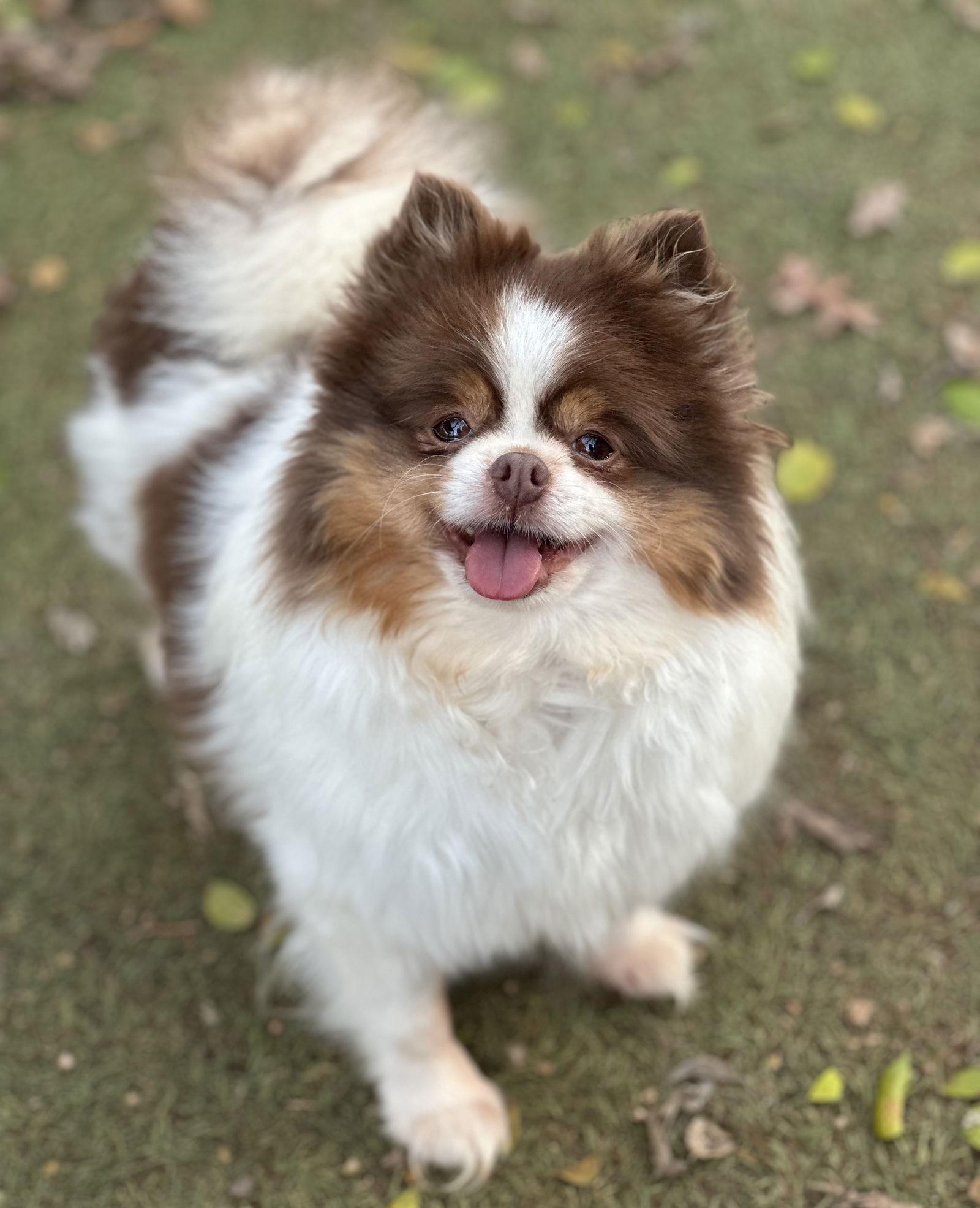 Enlarge Kisses, a Adopted Pomeranian in Garland, TX image 3/3