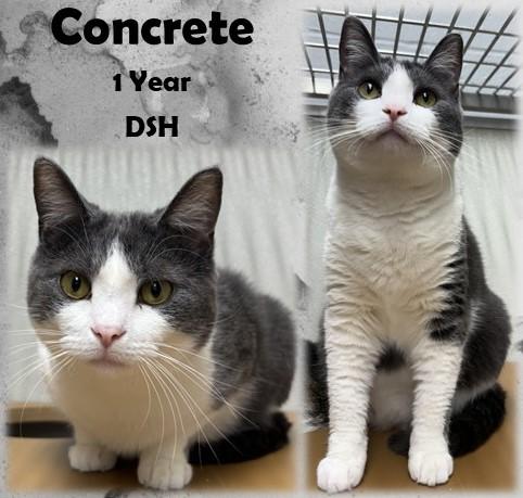 Concrete, adopted, Adult Female Domestic Short Hair.