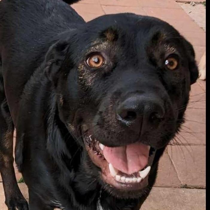 Enlarge Benny, a Adoptable mixed breed in Magnolia, TX image 1/6