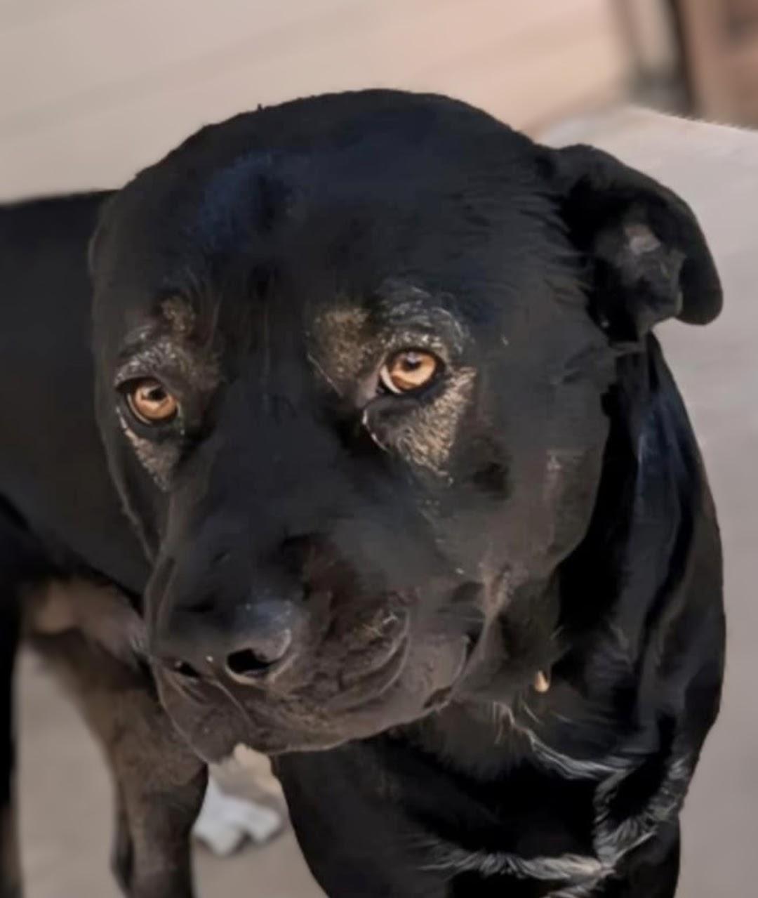 Enlarge Benny, a Adoptable mixed breed in Magnolia, TX image 5/6