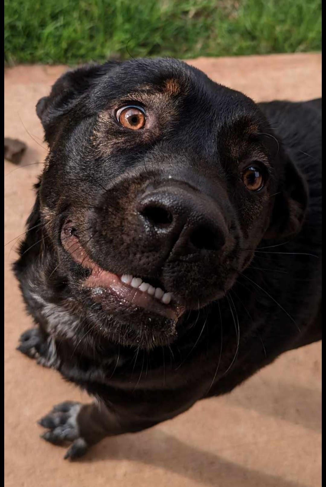 Enlarge Benny, a Adoptable mixed breed in Magnolia, TX image 4/6