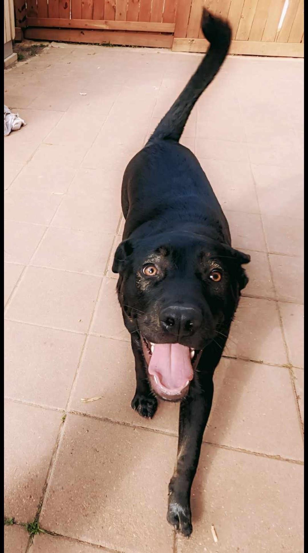 Enlarge Benny, a Adoptable mixed breed in Magnolia, TX image 2/6