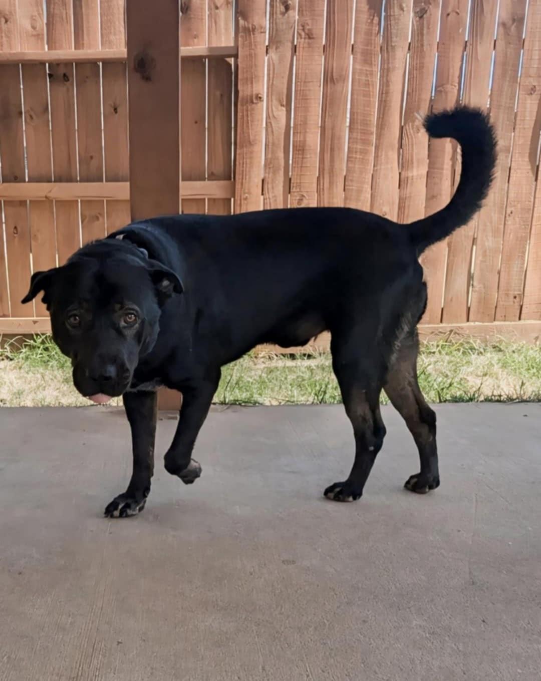 Enlarge Benny, a Adoptable mixed breed in Magnolia, TX image 3/6